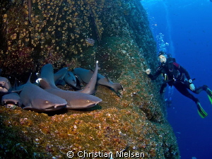 Who is watching who ? Another great encounter with numera... by Christian Nielsen 